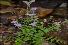 Cyathocline purpurea